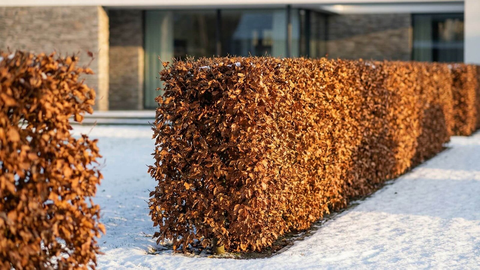 Kodėl visi staiga atsisako tujų? Paprastasis bukas suteiks jūsų kiemui karališkos prabangos net ir žiemą