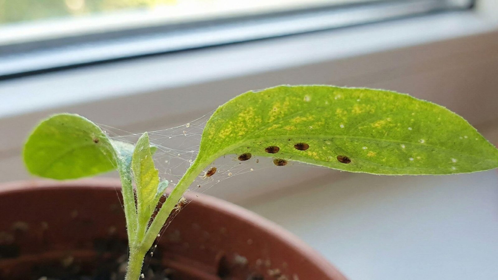 Voratinklinė erkutė, 3 žingsniai, kaip išgelbėti daigus