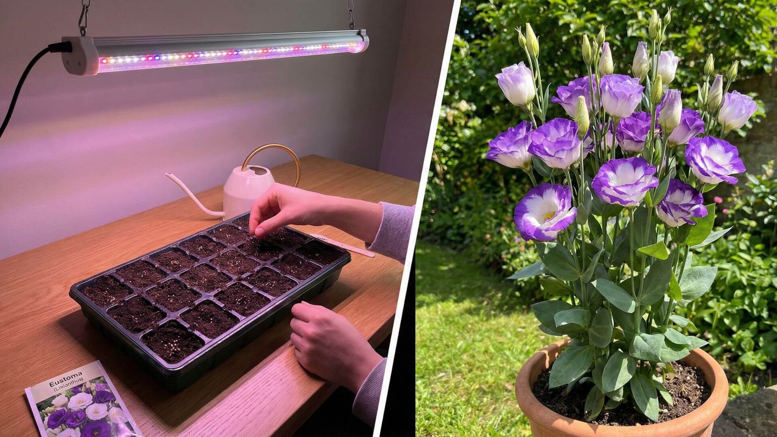 Eustomos sėja pavasarį, 3 taisyklės vėluojantiems