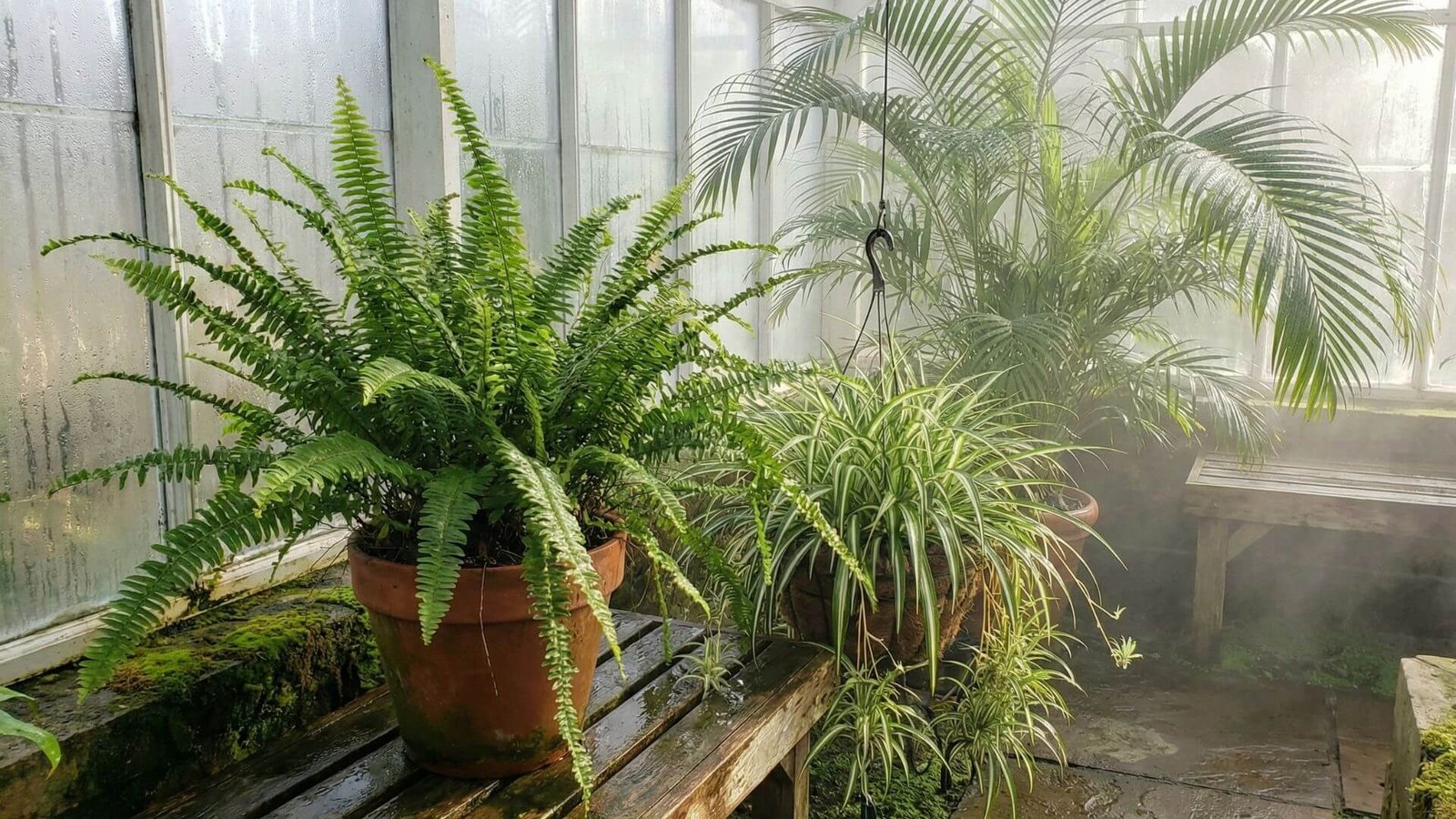 Norite daugiau drėgmės kambaryje? Štai 3 augalai, kurie pakeis drėkintuvą natūraliai