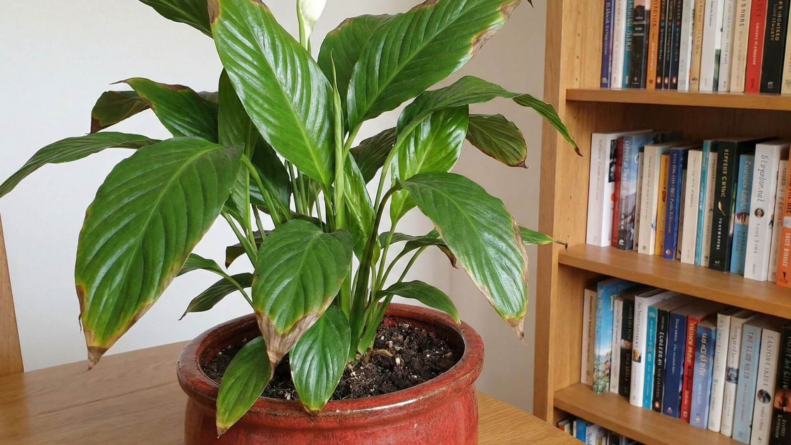 Spatifilis, kodėl ruduoja lapų galiukai ir ką daryti?