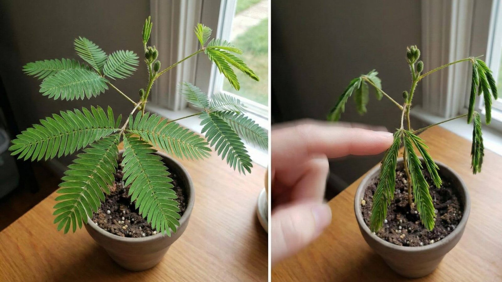 Jautrioji mimoza, kodėl suskleidžia lapus? 3 priežastys