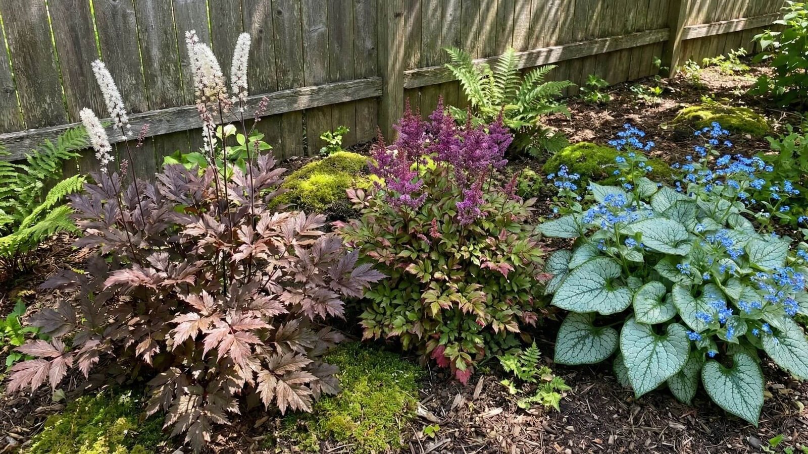 Gėlynas pavėsyje prie tvoros, 3 augalų deriniai ir planas