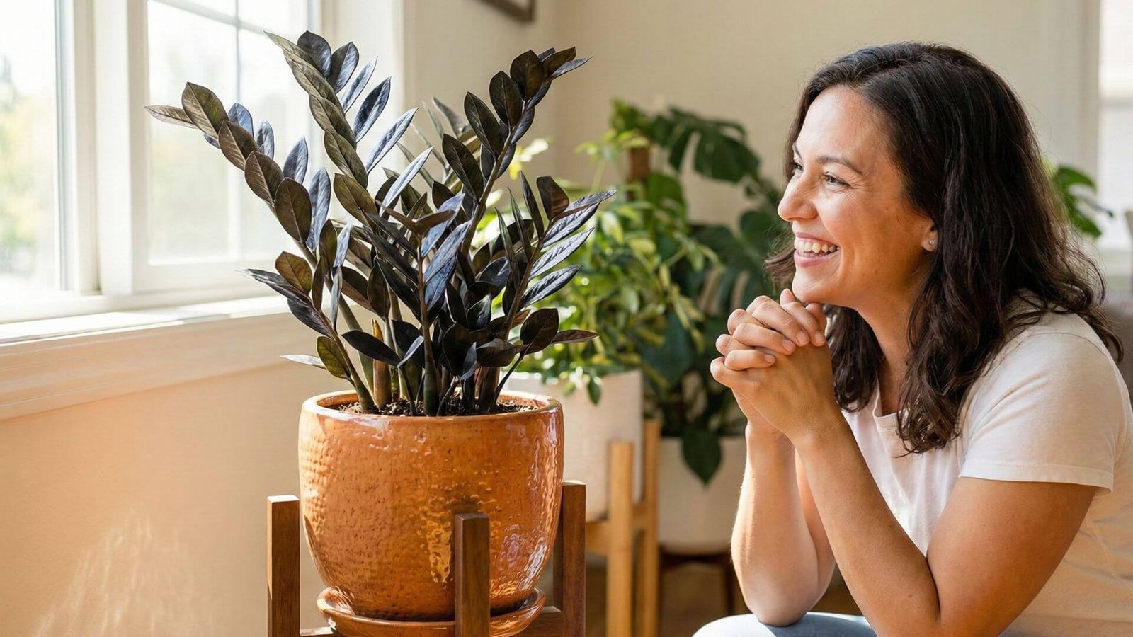 Zamiokulkas Raven - neįprastas, juodasis pinigų medis