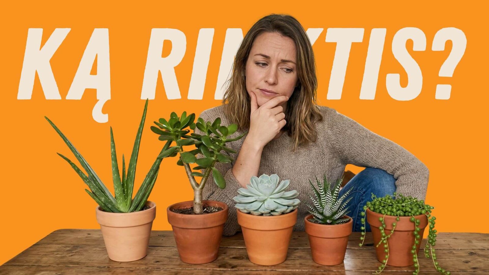 Sukulentiniai augalai, top 5 2026 metams