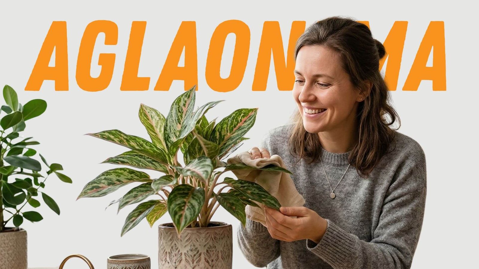 Aglaonema, kaip priežiūrėti ir dauginti?