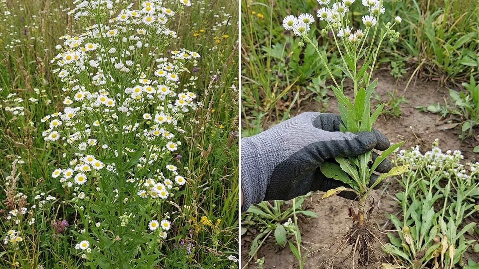 Vienametė šiušelė, kodėl ji invazinė ir kaip naikinti?