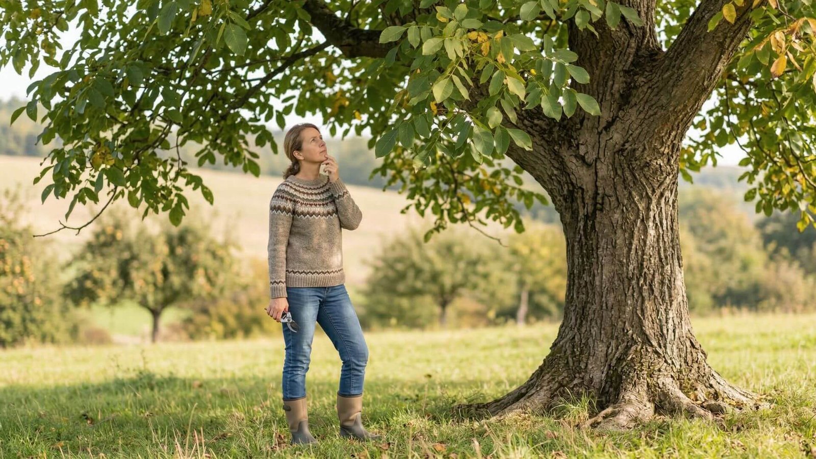 Kada genėti graikinį riešutmedį? 2026 praktiniai patarimai