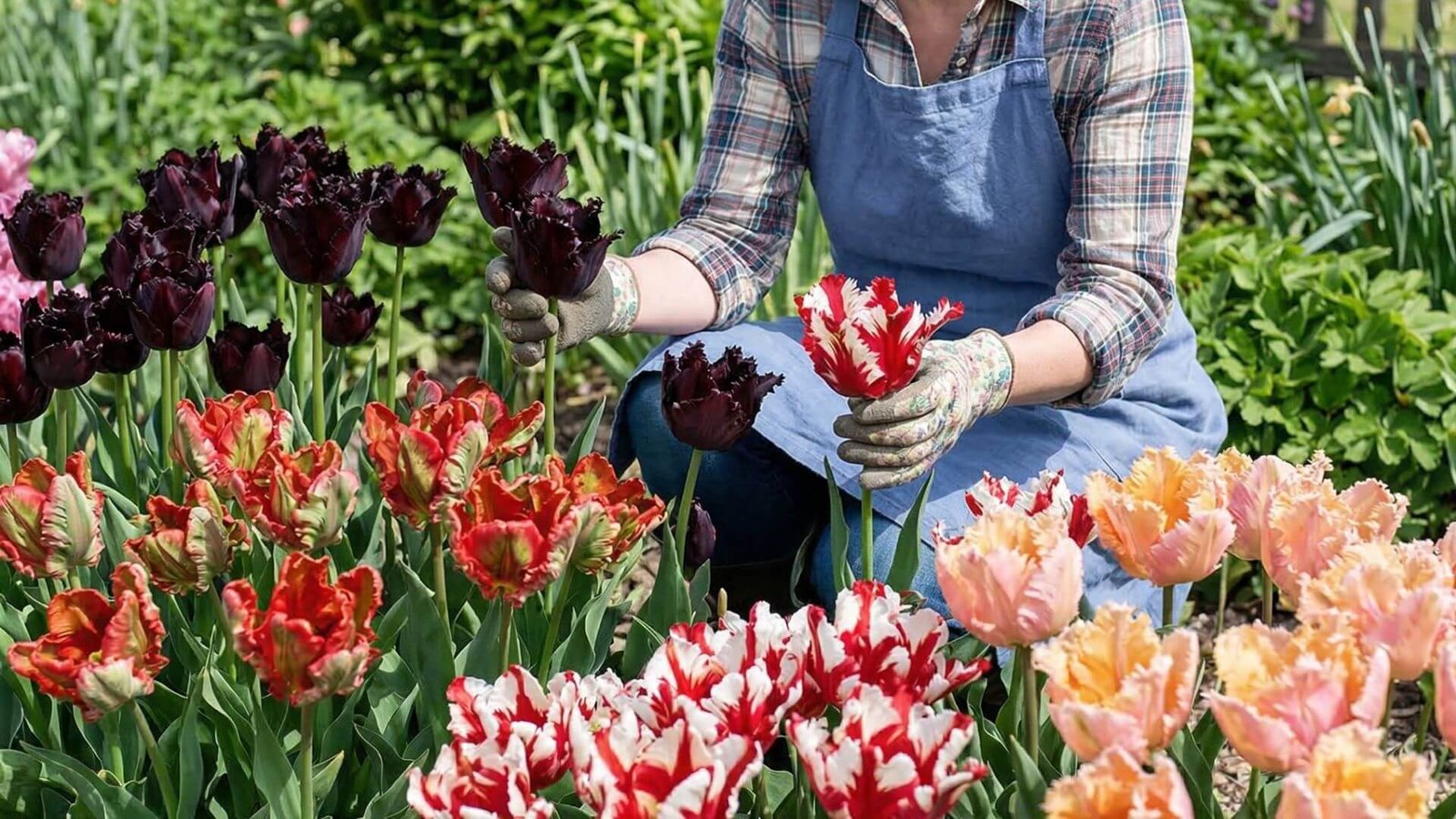 Papūginės tulpės (Parrot), kokias rinktis savo sodui?