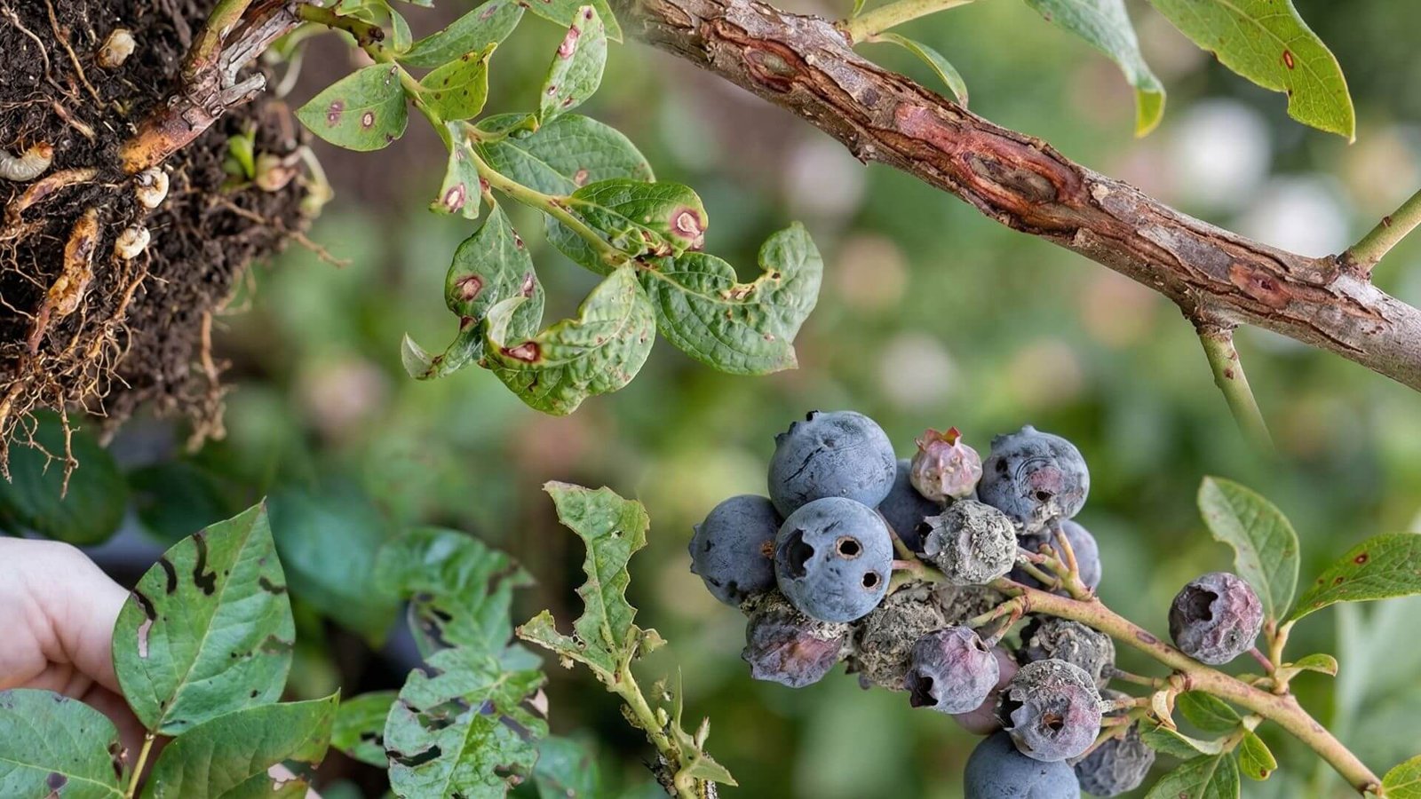 Šilauogių ligos ir kenkėjai, atpažinimas ir ką daryti