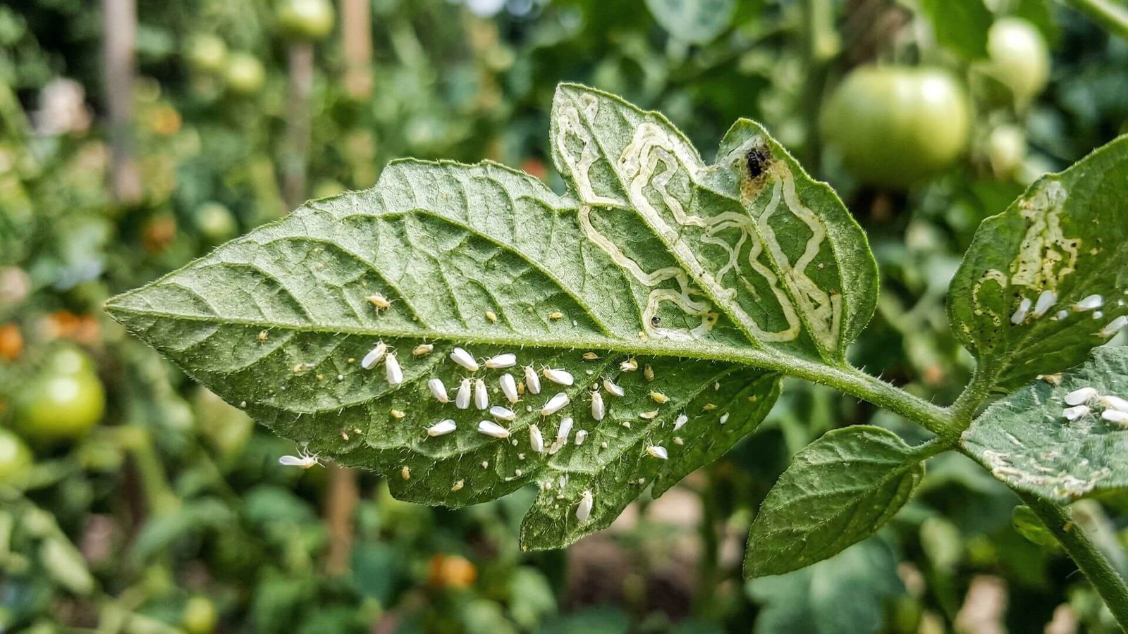 Baltasparniai ir minamusės ant pomidorų, ką daryti?
