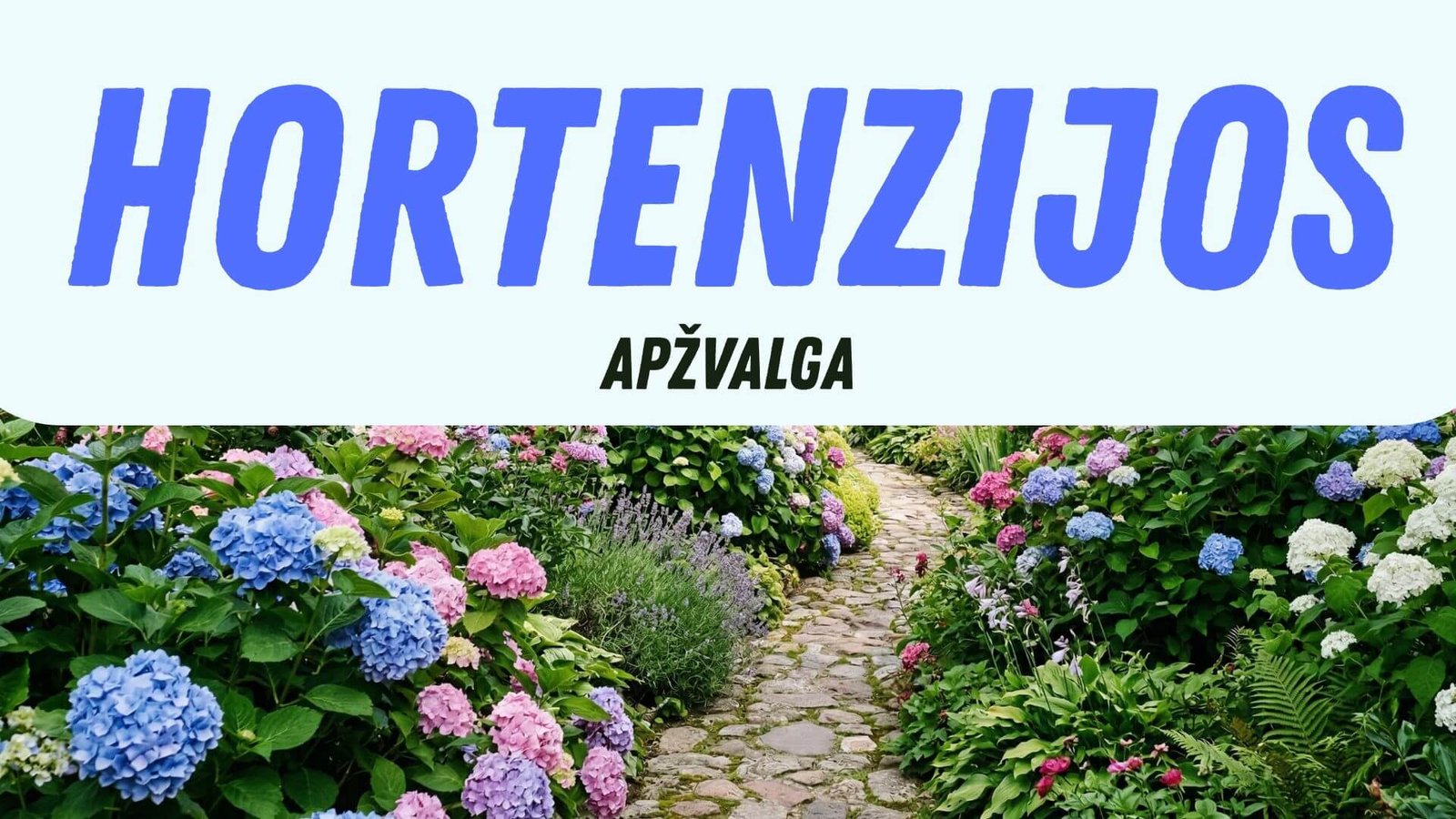 Hortenzijos rūšys ir veislės, kaina [2026 apžvalga]