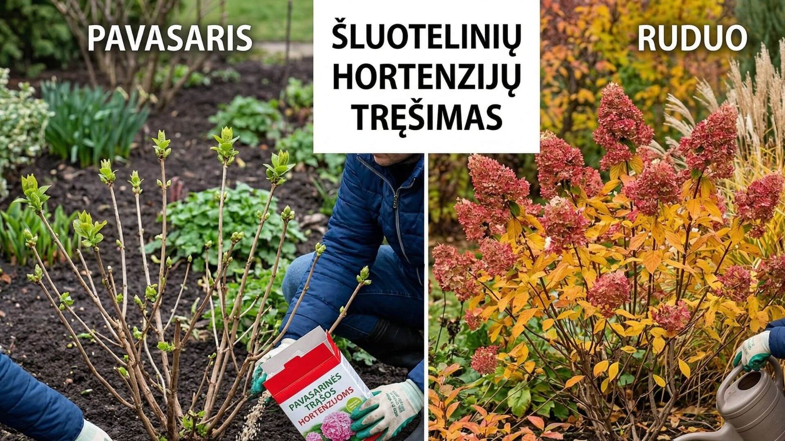Šluotelinių hortenzijų tręšimas pavasarį ir rudenį