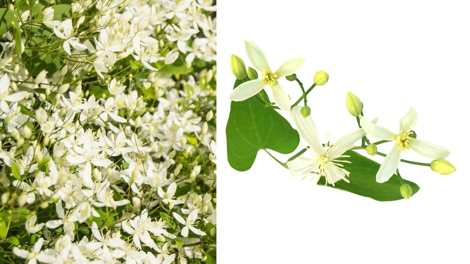 Kvapnioji raganė (Clematis flammula) - auginimas, priežiūra