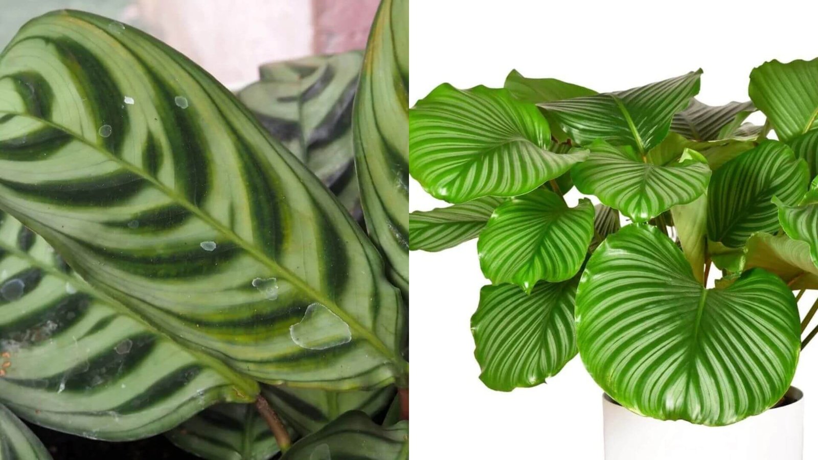 Kalatėja (Calathea) - viskas apie priežiūrą ir auginimą